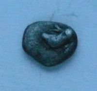Ag Tetar Te Morion, Teos, hlava gryfa, 521-478 př.n.l. Řecko